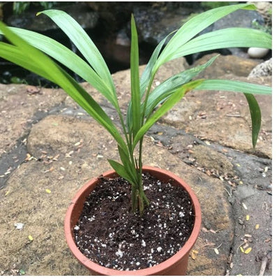 Urban Plants plants Areca Palm Areca Palm | Buy Areca Palm Plant