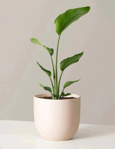 Urban Plants Plants Buy Bird of Paradise Plant (combo of 3) Buy Bird of paradise Plant (combo of 3)