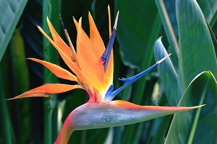 Urban Plants Plants Buy Bird of Paradise Plant (combo of 3) Buy Bird of paradise Plant (combo of 3)