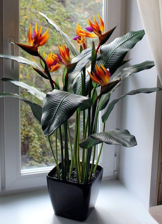 Urban Plants Plants Buy Bird of Paradise Plant (combo of 3) Buy Bird of paradise Plant (combo of 3)