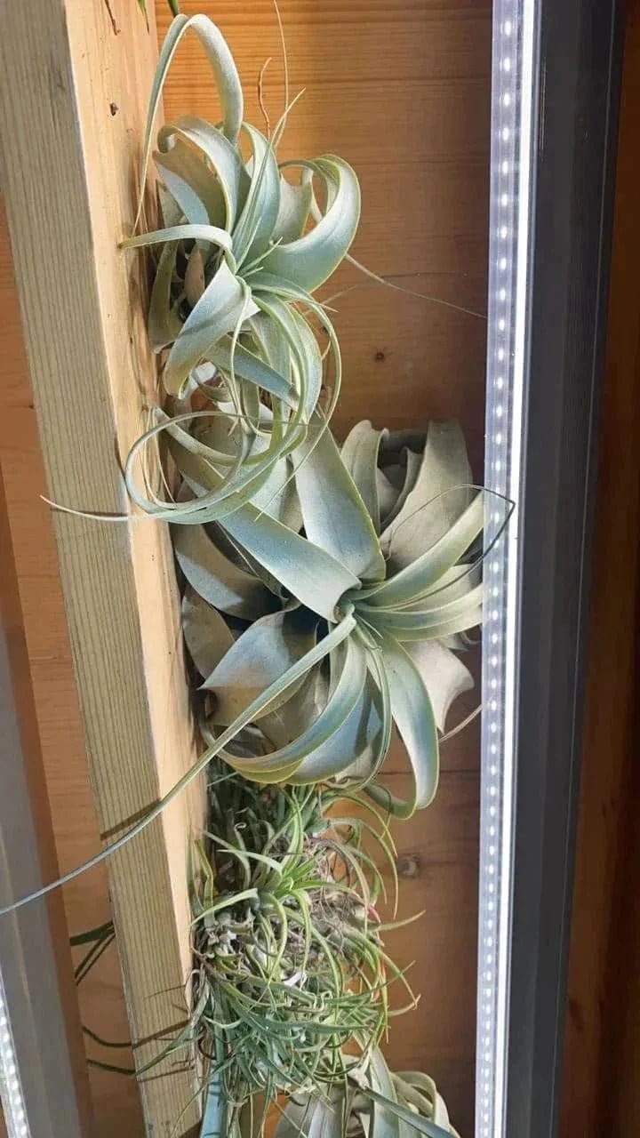 Urban Plants Plants Buy combo of 10 Air plants/ Sky Plants