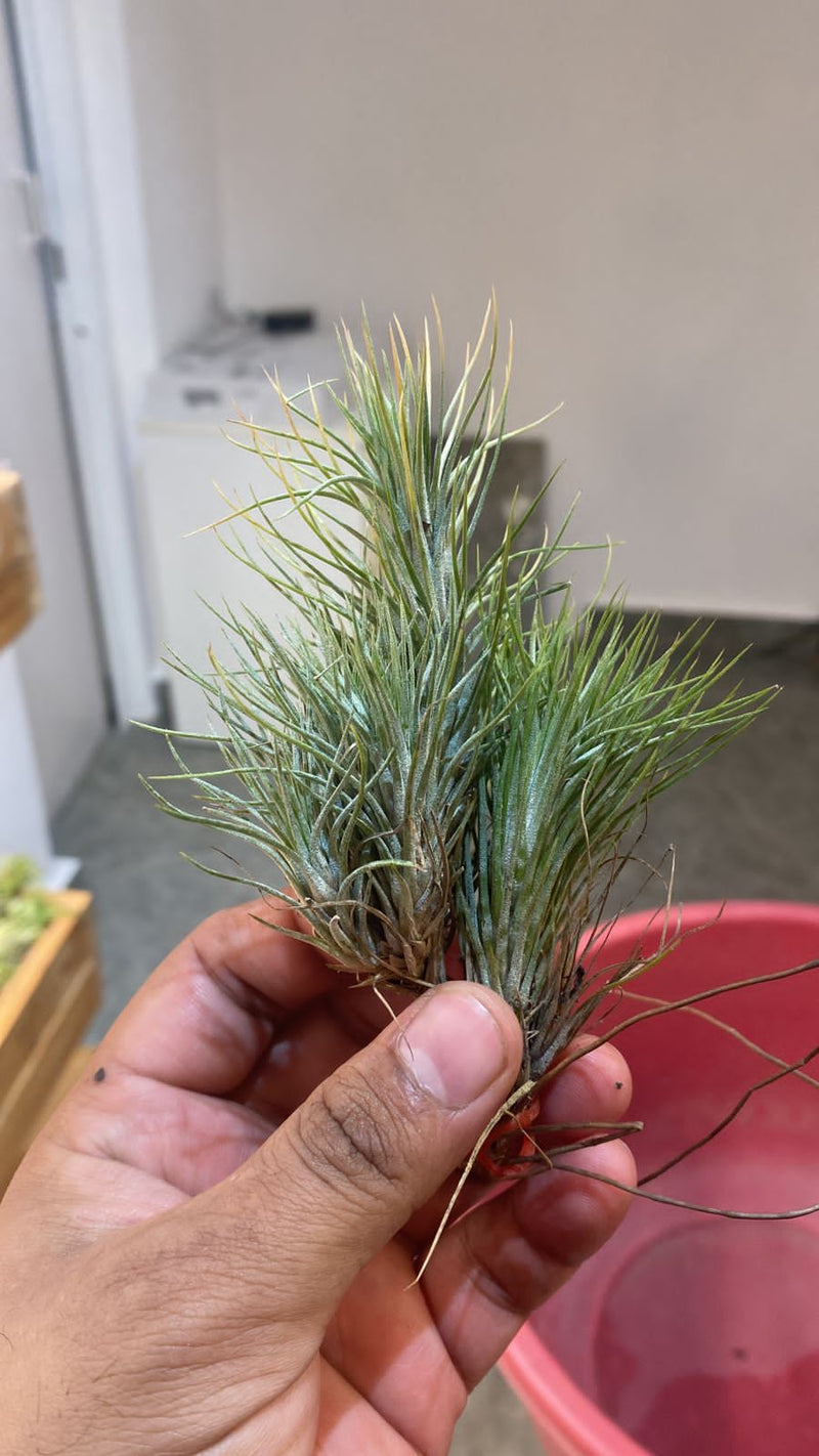 Urban Plants Plants Buy combo of 10 Air plants/ Sky Plants