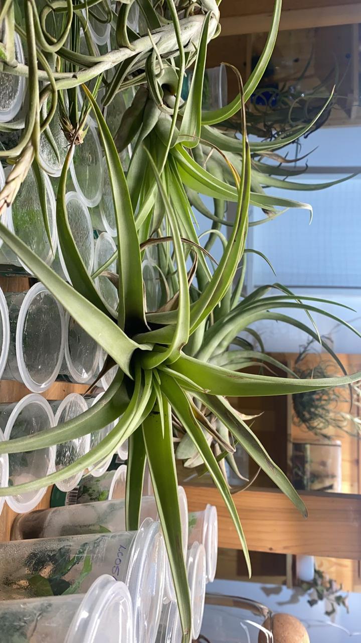 Urban Plants Plants Buy combo of 10 Air plants/ Sky Plants