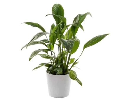 Urban Plants plants Buy Peace Lily Plant Buy Peace Lily Plant