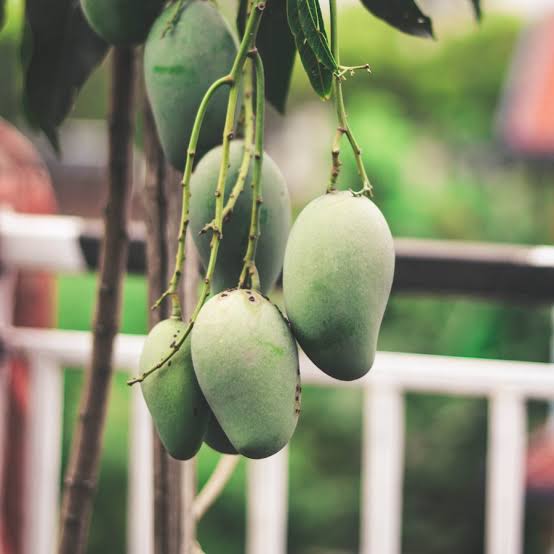 Urban Plants Plants Chausa Buy Indian variety Mango Plants - medium size (2.5-3.0 feet height) Buy Indian Variety Mango plant Online