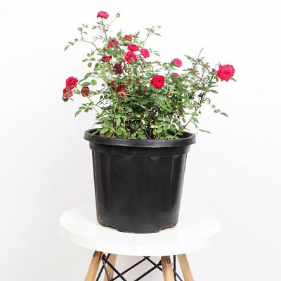 Urban Plants™ Plants Combo Set