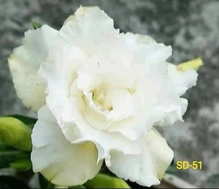 Urban Plants™ Plants Combo Set