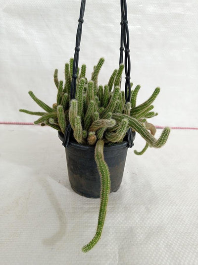 Urban Plants plants Echinopsis Chamaecereus Non-Grafted Hanging Cactus Plant Echinopsis Chamaecereus Non-Grafted Hanging Cactus Plant ji