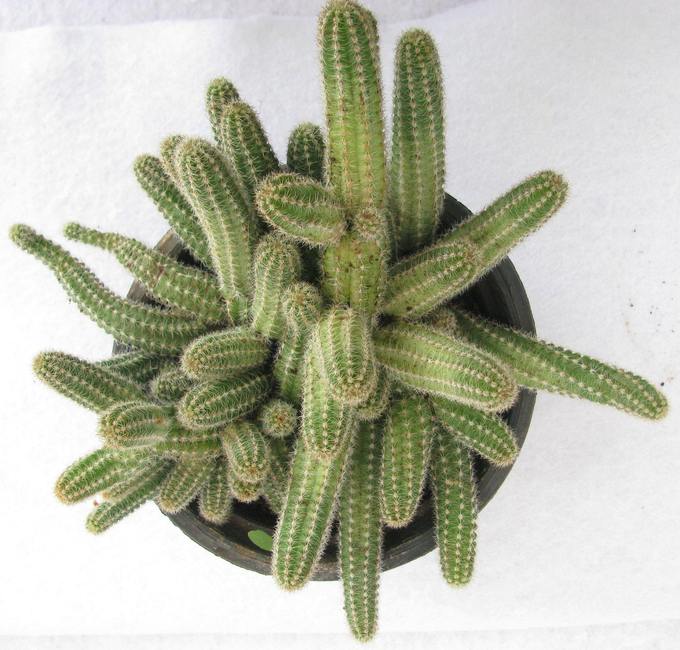 Urban Plants plants Echinopsis Chamaecereus Non-Grafted Hanging Cactus Plant Echinopsis Chamaecereus Non-Grafted Hanging Cactus Plant ji