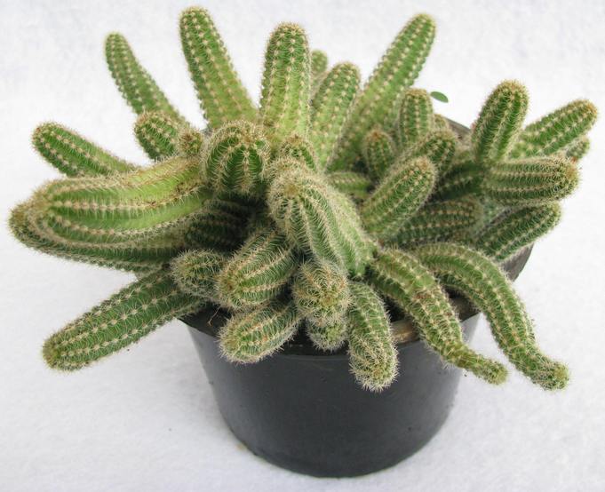 Urban Plants plants Echinopsis Chamaecereus Non-Grafted Hanging Cactus Plant Echinopsis Chamaecereus Non-Grafted Hanging Cactus Plant ji