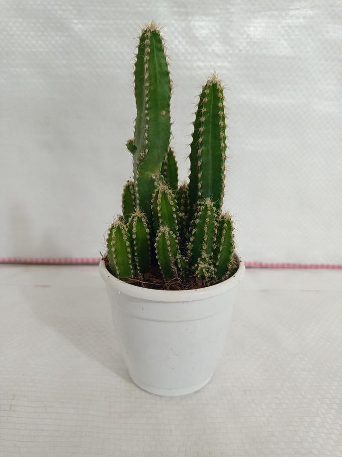 Urban Plants plants Fairy Castle Cactus Non-Grafted Cactus