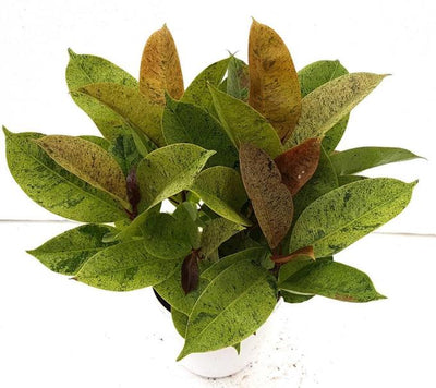 Urban Plants plants Ficus Elastica Schrijveriana Rubber Plant