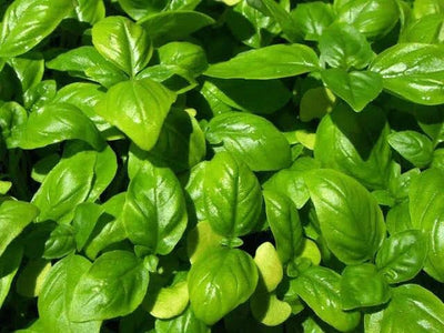Urban Plants plants Ocimum Basilicum - Genovese Basil Ocimum Basilicum | Buy Genovese Basil Plants