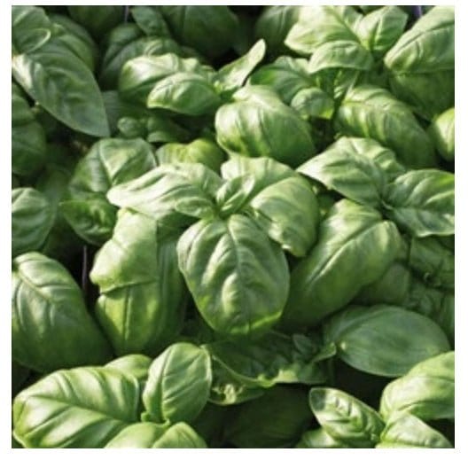 Urban Plants plants Ocimum Basilicum - Genovese Basil Ocimum Basilicum | Buy Genovese Basil Plants