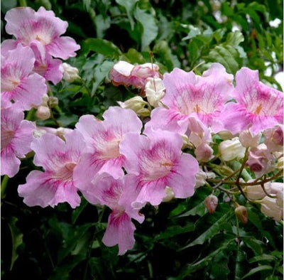 Urban Plants plants Rosy Trumpet Tree