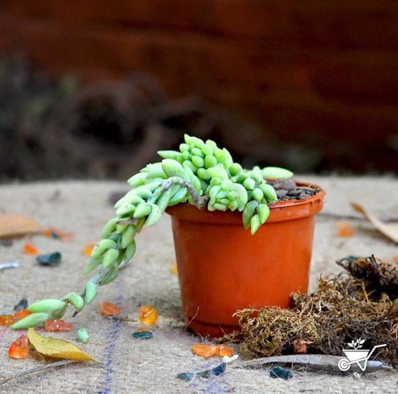 Urban Plants plants Sedum Morganianum (Donkey&