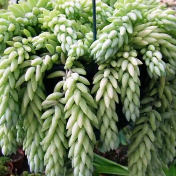 Urban Plants plants Sedum Morganianum (Donkey&