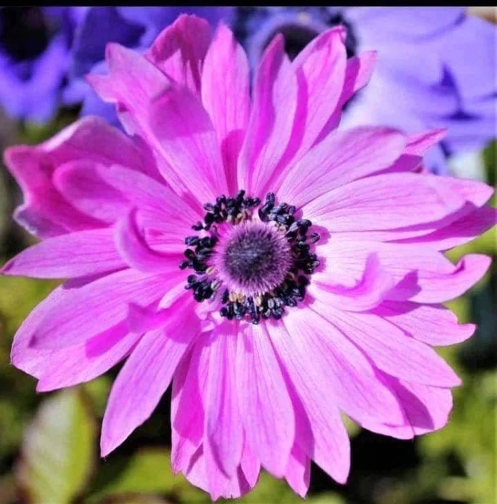 Urban Plants™ Purple Buy Anemone Flower bulb (set of 4)