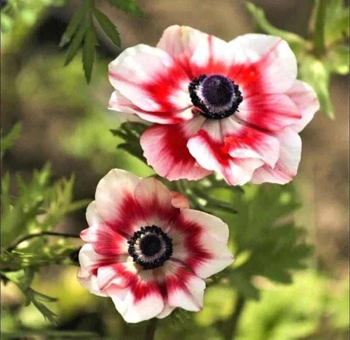 Urban Plants™ Red- white Buy Anemone Flower bulb (set of 4)