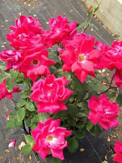 Indian-Rose-Plant-Urban-Plants