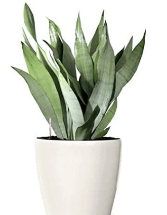 Urban Plants Sansevieria Moonshine - Snake Plant Sansevieria Moonshine - Snake Plant