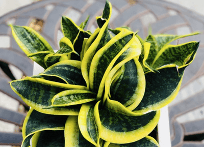 Urban Plants Sansevieria Tornado Plant Sansevieria Tornado Plant, Snake Plant Tornado