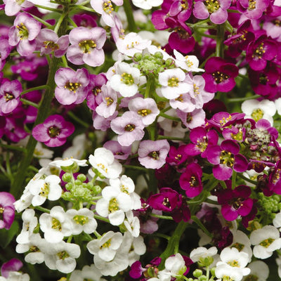 Urban Plants seeds, Alyssum Easter Alyssum Easter Basket Mix