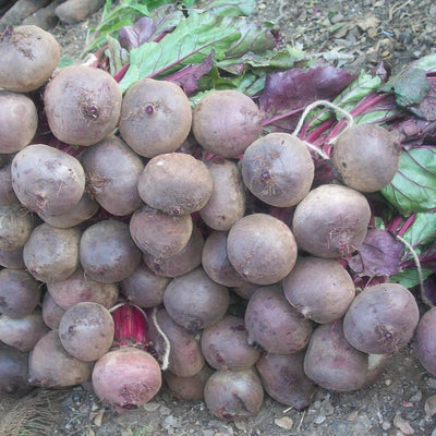 Urban Plants seeds, Beetroot Indam - Ruby Queen Beetroot Indam - Ruby Queen seed