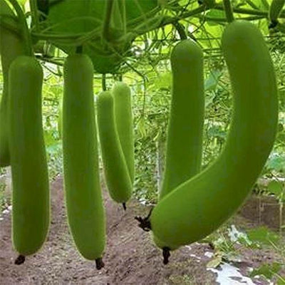 Urban Plants seeds, Bottlegourd Indam-204 Bottlegourd Indam-204 (HY) seed