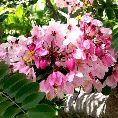 Urban Plants seeds, Cassia javanica, Javanica Buy Pink Shower, Cassia Javanica, Javanica Plant