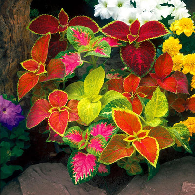 Seeds,-Coleus-Wizard-Mix-Coleus-Wizard-Mix-Urban-Plants