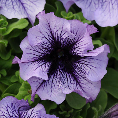Urban Plants seeds, Daddy Mix Petunia Daddy Mix Petunia