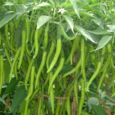 Urban Plants seeds Desi Chilli seeds