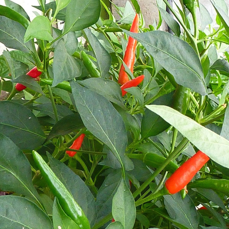 Urban Plants seeds Desi Chilli seeds