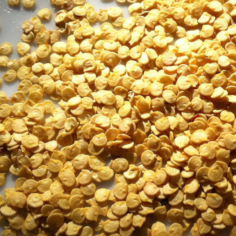 Urban Plants seeds Desi Chilli seeds
