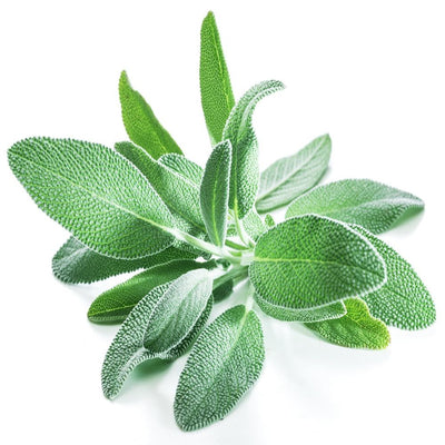 Seeds,-Garden-Sage-Garden-Sage-Urban-Plants