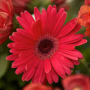 Urban Plants seeds, Gerbera Gerbera Mega Revolution Formula Mix-HY