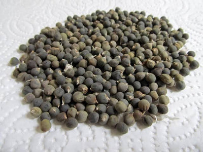 Urban Plants Seeds Lady Finger seeds (bhindi /okra seeeds)