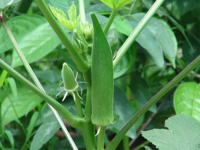 Urban Plants Seeds Lady Finger seeds (bhindi /okra seeeds)