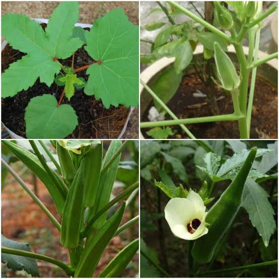 Urban Plants Seeds Lady Finger seeds (bhindi /okra seeeds)