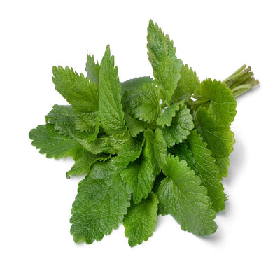 Urban Plants seeds, Lemon Balm Lemon Balm