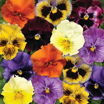Urban Plants seeds, Pansy F1 Matrix Mix Pansy F1 Matrix Mix -HY Pansy F1 Matrix Mix -HY-Urban Plants