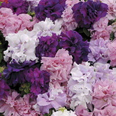 Urban Plants seeds, Petunia (DBL) Cascade Mix Petunia (DBL) Cascade Mix -HY