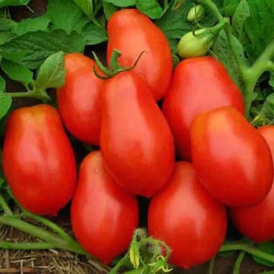 Urban Plants seeds, Tomato Roma Organic Tomato Roma