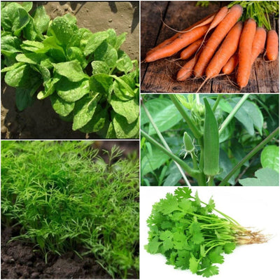 Urban Plants Seeds Vegetable Desi Seeds Combo - Set of 10 Vegetables