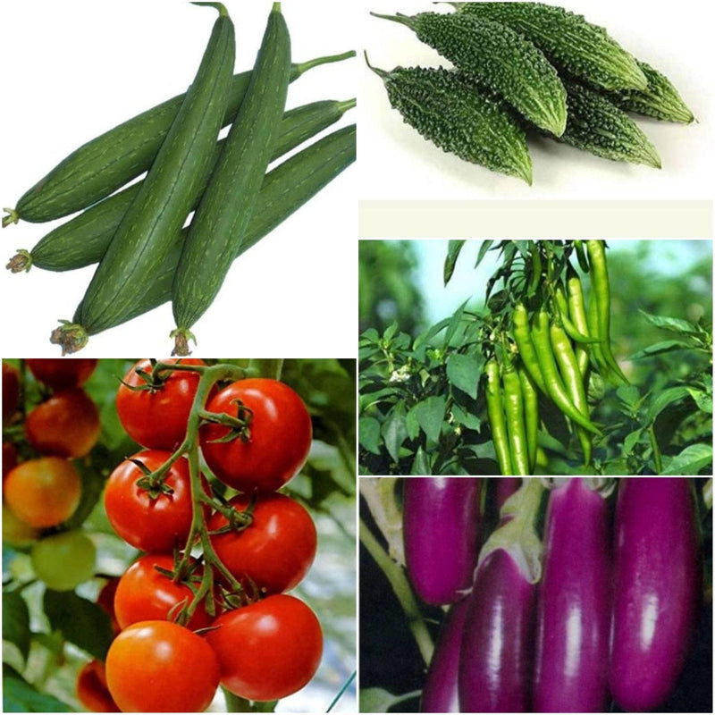 Urban Plants Seeds Vegetable Desi Seeds Combo - Set of 10 Vegetables