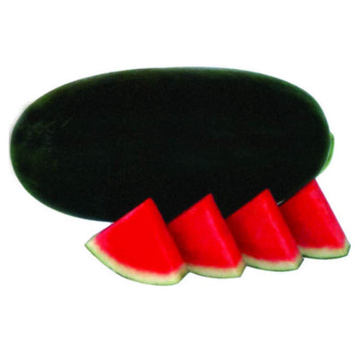 Urban Plants seeds, Watermelon Indam Arjun Watermelon Indam Arjun (HY)