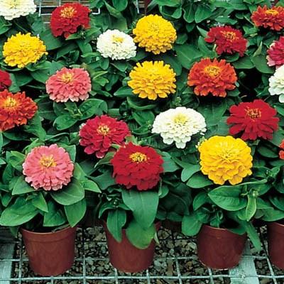 Urban Plants seeds, Zinnia F1 Dreamland Zinnia Dreamland Mix