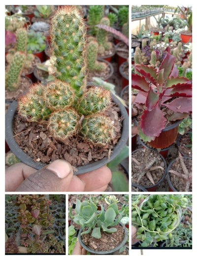 Urban Plants Set of 11 Beautiful Succulents