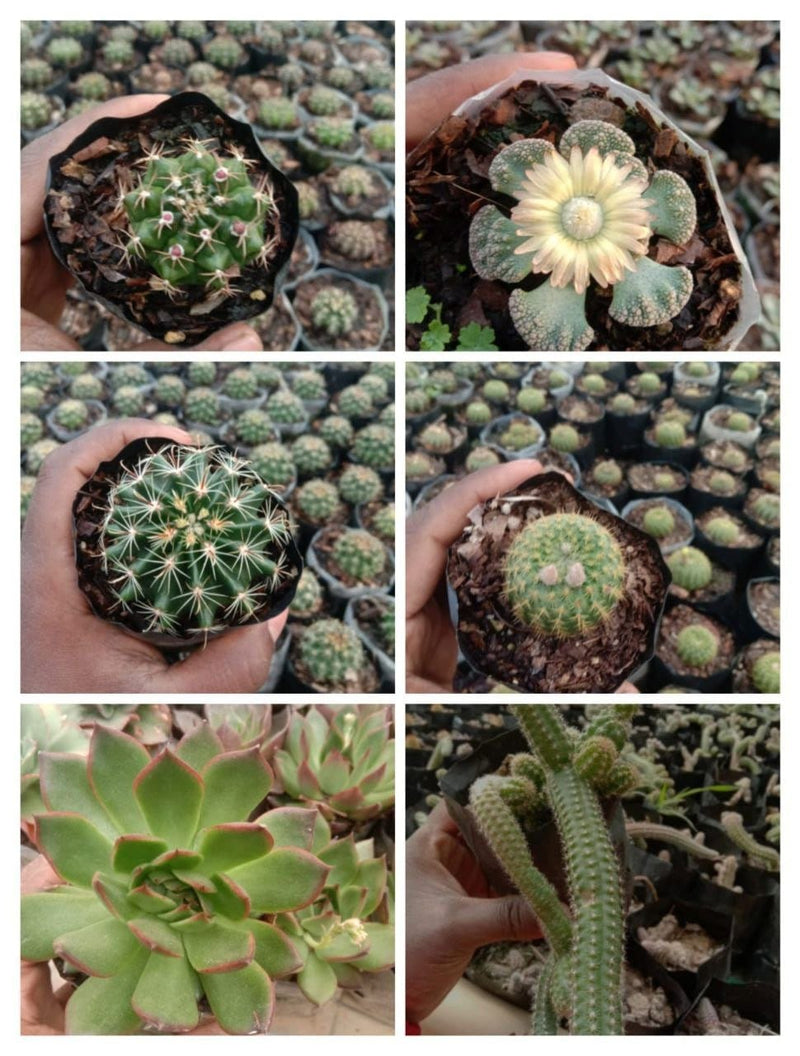 Urban Plants Set of 11 Beautiful Succulents